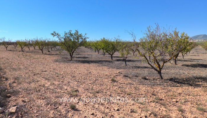 Te koop - Perceel - Land - Pinoso - Pinoso Centro