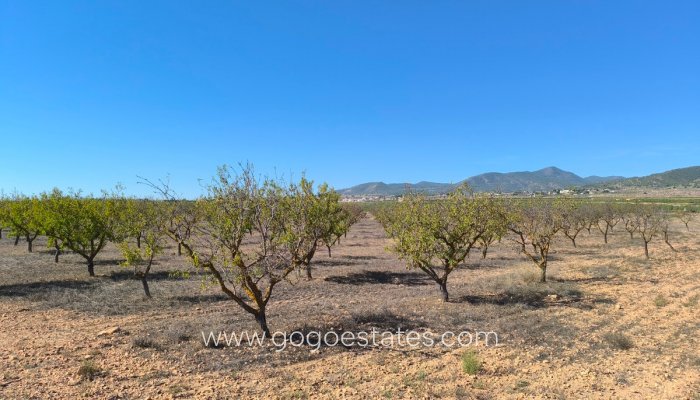 Te koop - Perceel - Land - Pinoso - Pinoso Centro