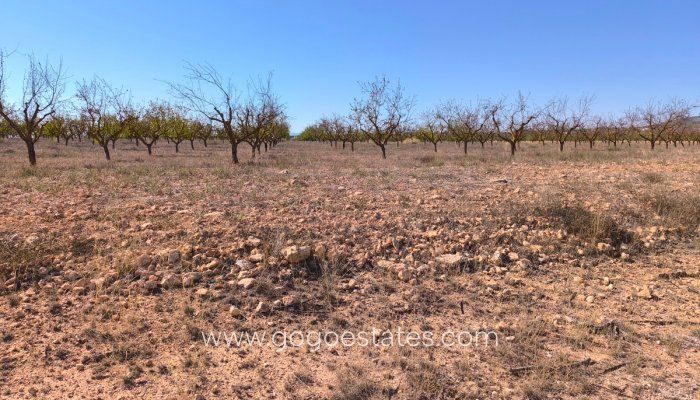 Te koop - Perceel - Land - Pinoso - Pinoso Centro