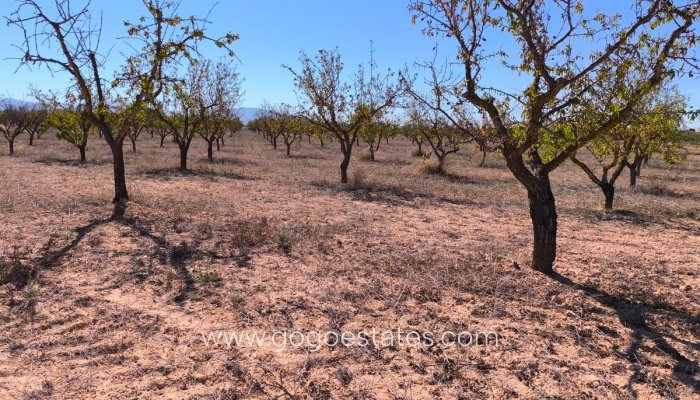 Te koop - Perceel - Land - Pinoso - Pinoso Centro