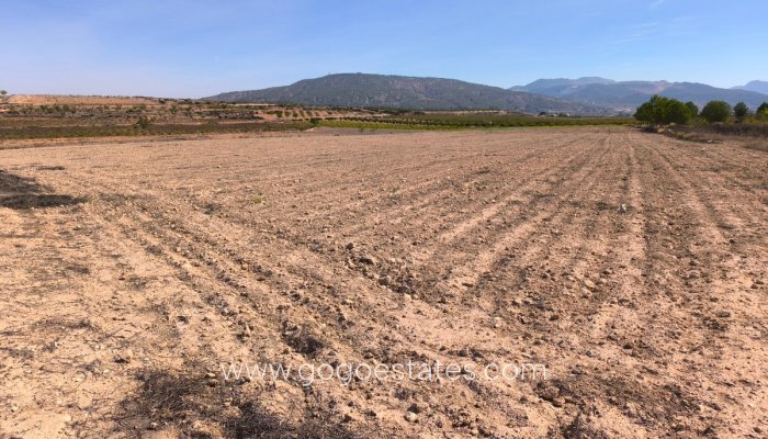 Te koop - Perceel - Land - Pinoso - Pinoso Centro