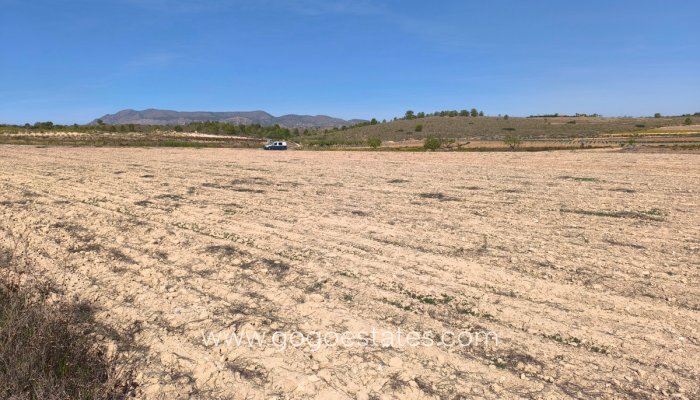 Te koop - Perceel - Land - Pinoso - Pinoso Centro