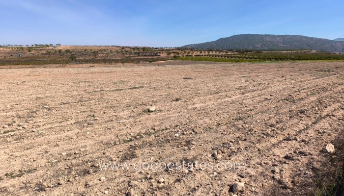 Te koop - Perceel - Land - Pinoso - Pinoso Centro