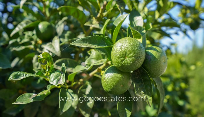 Te koop - Huis - Vrijstaande Villa - Benissa - Benissa Centro