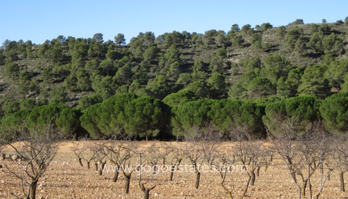 Resale - Plot - Land - Yecla - Yecla Centro