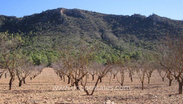 Resale - Plot - Land - Yecla - Yecla Centro