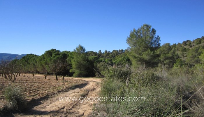 Resale - Plot - Land - Yecla - Yecla Centro