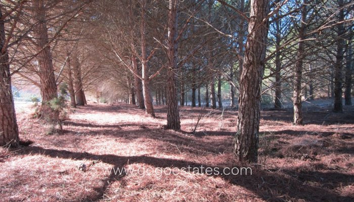 Resale - Plot - Land - Yecla - Yecla Centro