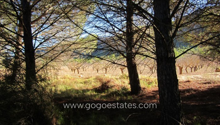 Resale - Plot - Land - Yecla - Yecla Centro