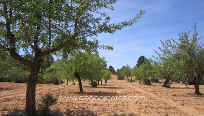 Te koop - Perceel - Land - Yecla - Yecla Centro