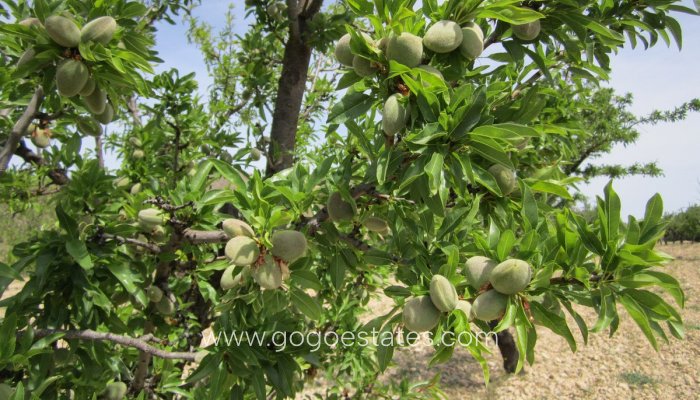 Te koop - Perceel - Land - Yecla - Yecla Centro