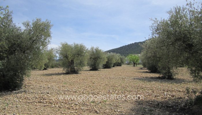 Te koop - Perceel - Land - Yecla - Yecla Centro