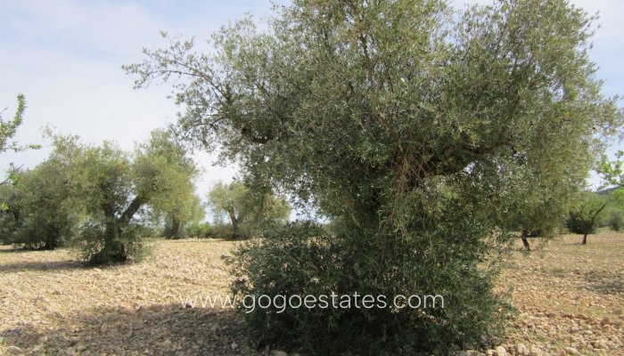 Te koop - Perceel - Land - Yecla - Yecla Centro