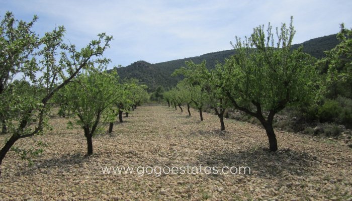 Te koop - Perceel - Land - Yecla - Yecla Centro