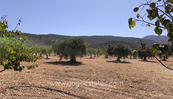 Te koop - Huis - Finca - Cortijo - Yecla - Yecla Centro