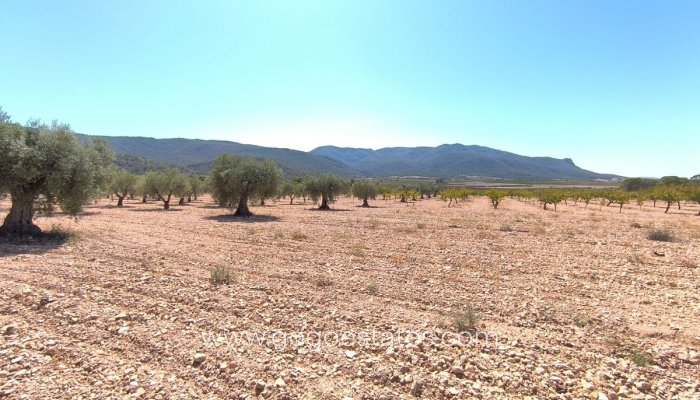 Te koop - Huis - Finca - Cortijo - Yecla - Yecla Centro