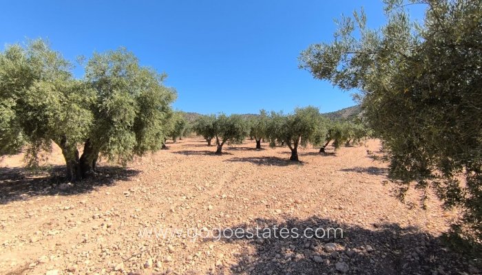 Te koop - Huis - Finca - Cortijo - Yecla - Yecla Centro