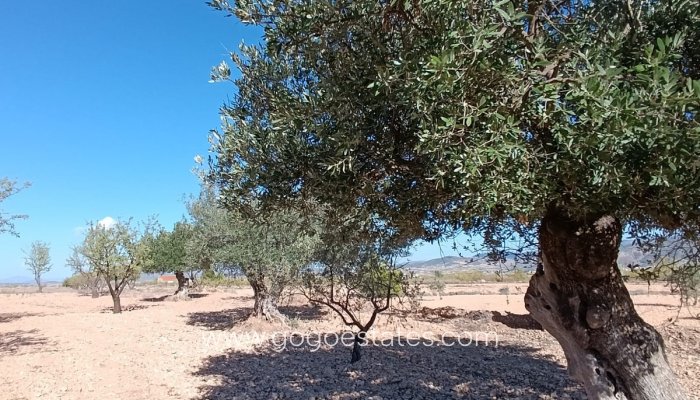 Te koop - Huis - Finca - Cortijo - Jumilla - Jumilla Centro