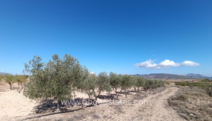 Te koop - Huis - Finca - Cortijo - Jumilla - Jumilla Centro