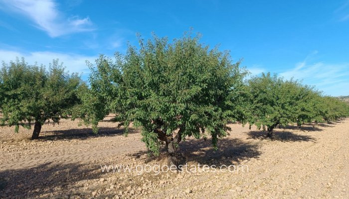 Te koop - Perceel - Land - Yecla - Yecla Centro