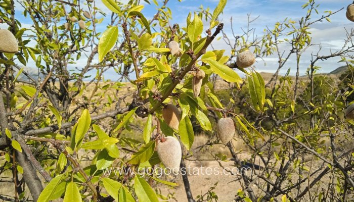 Resale - Cortijo - Freila