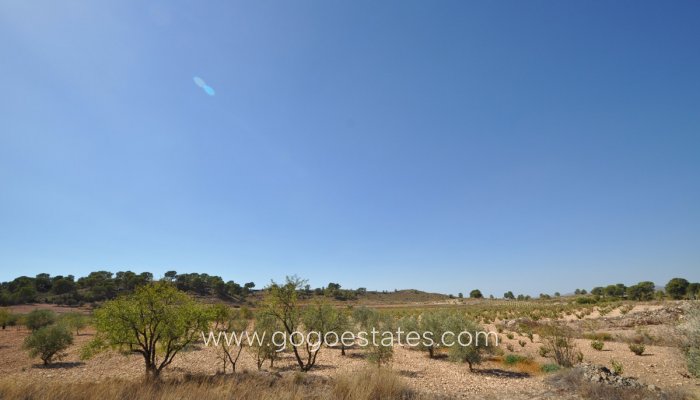 Venta - Parcela - Jumilla - Jumilla Centro