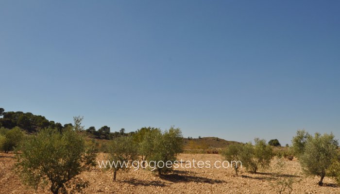 Venta - Parcela - Jumilla - Jumilla Centro