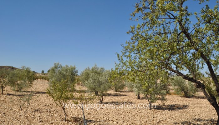 Venta - Parcela - Jumilla - Jumilla Centro