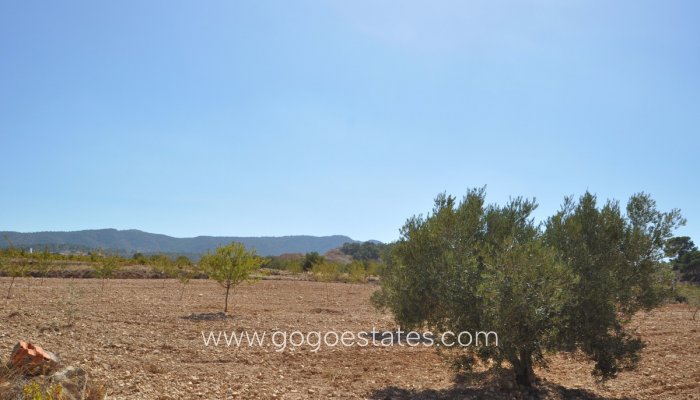 Venta - Parcela - Jumilla - Jumilla Centro