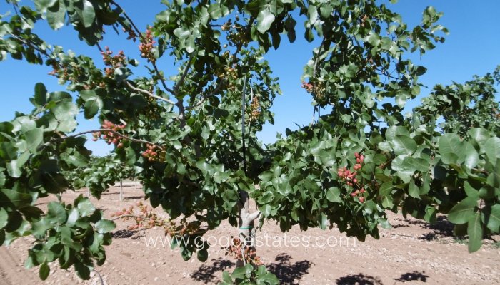 Resale - Parcela - Yecla