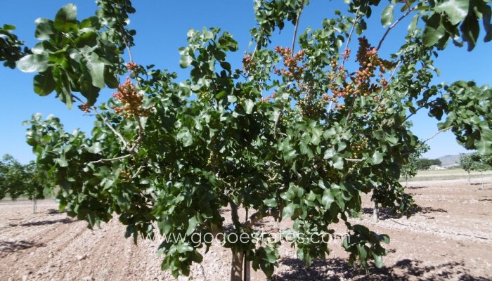 Resale - Parcela - Yecla