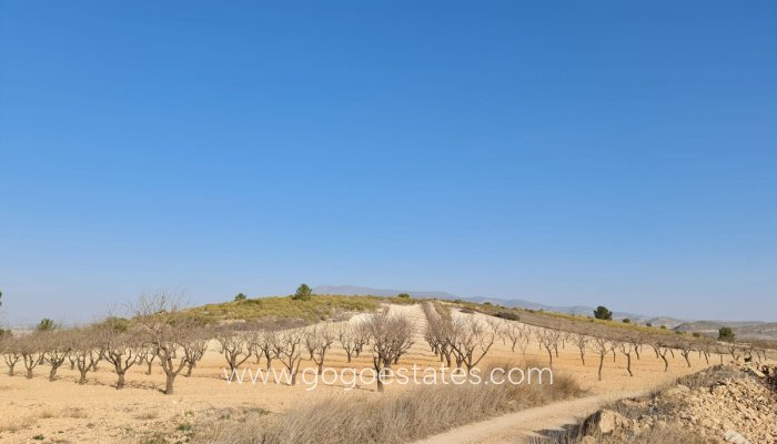Venta - Parcela - Jumilla - Jumilla Centro