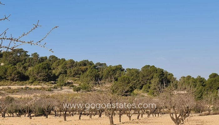 Venta - Parcela - Jumilla - Jumilla Centro
