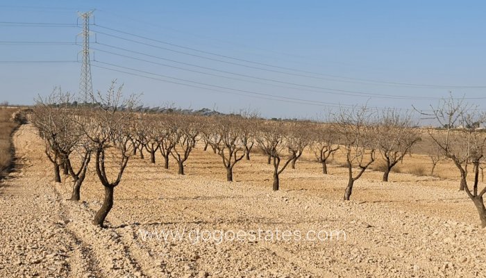 Venta - Parcela - Jumilla - Jumilla Centro