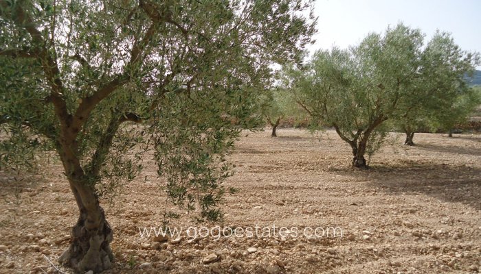 Resale - Parcela - Jumilla - Cañada del Trigo