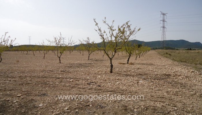 Resale - Parcela - Jumilla - Cañada del Trigo