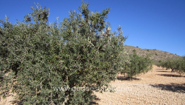 Resale - Parcela - Yecla