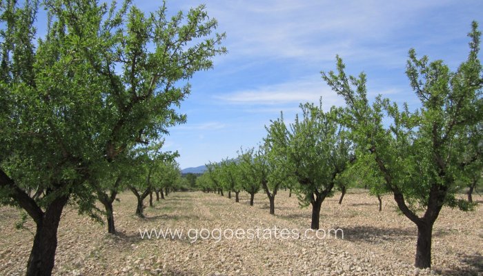 Resale - Parcela - Yecla